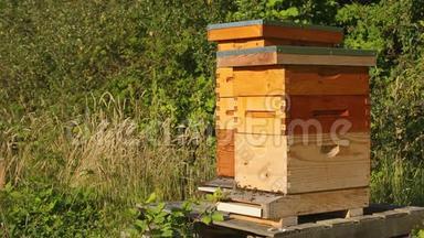 蜜蜂从农场的蜂巢进入并退出